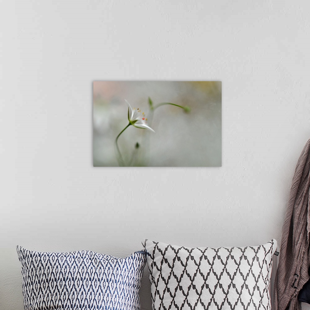 A bohemian room featuring A small white flower with a blurred grey background.