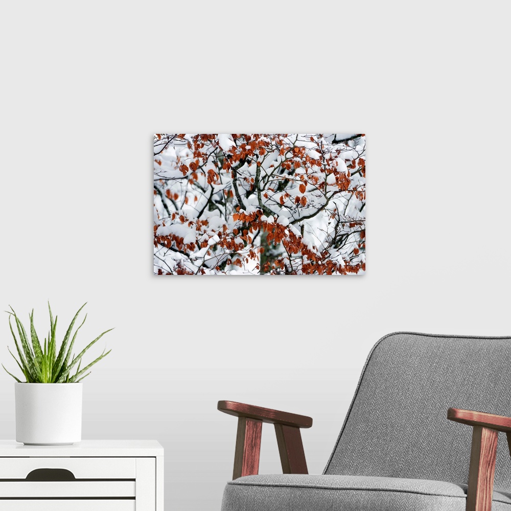 A modern room featuring Tree branches weighed down with the recent snowfall, creating an abstract pattern.