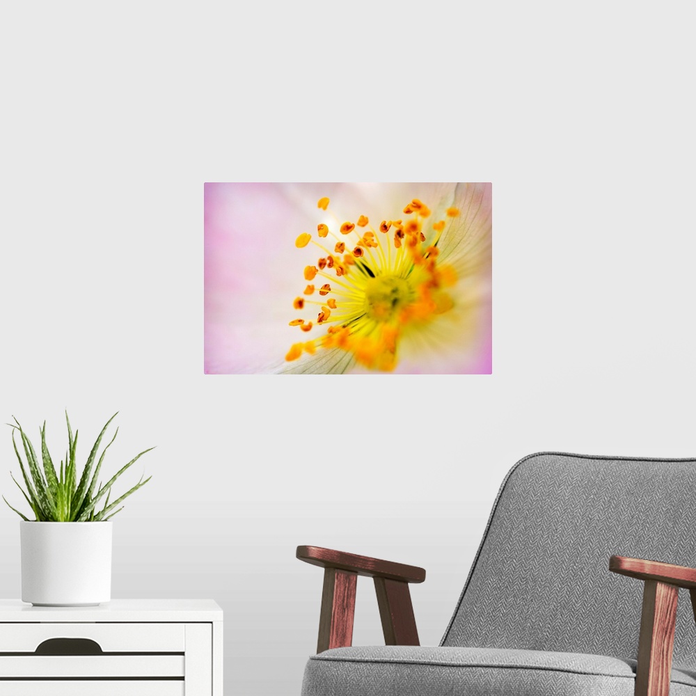 A modern room featuring Big wall docor of the center of a flower brought up close.