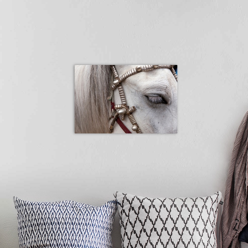 A bohemian room featuring The mane and side of a horses face are photographed closely as it wears a decorative harness.
