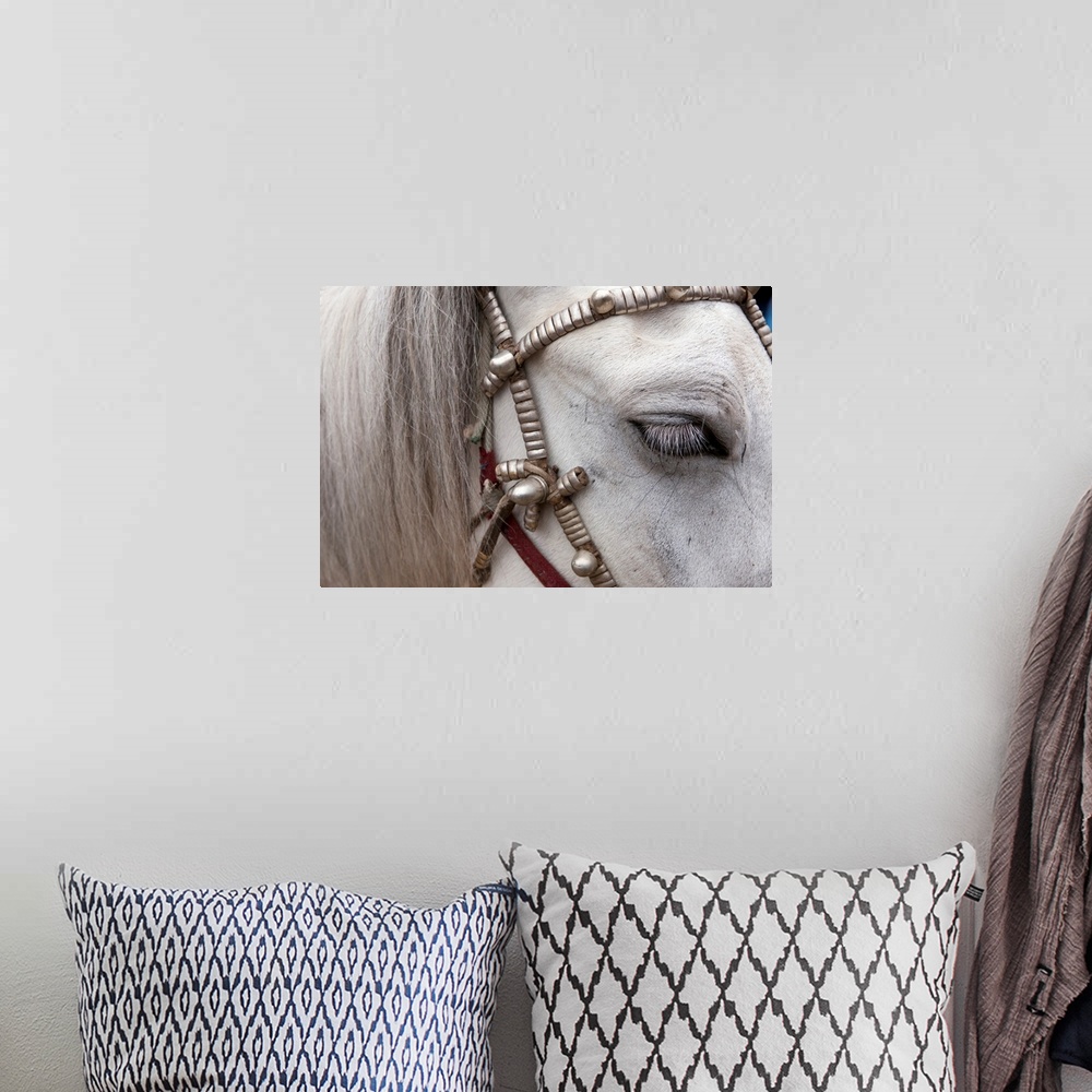 A bohemian room featuring The mane and side of a horses face are photographed closely as it wears a decorative harness.
