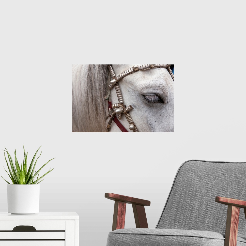 A modern room featuring The mane and side of a horses face are photographed closely as it wears a decorative harness.