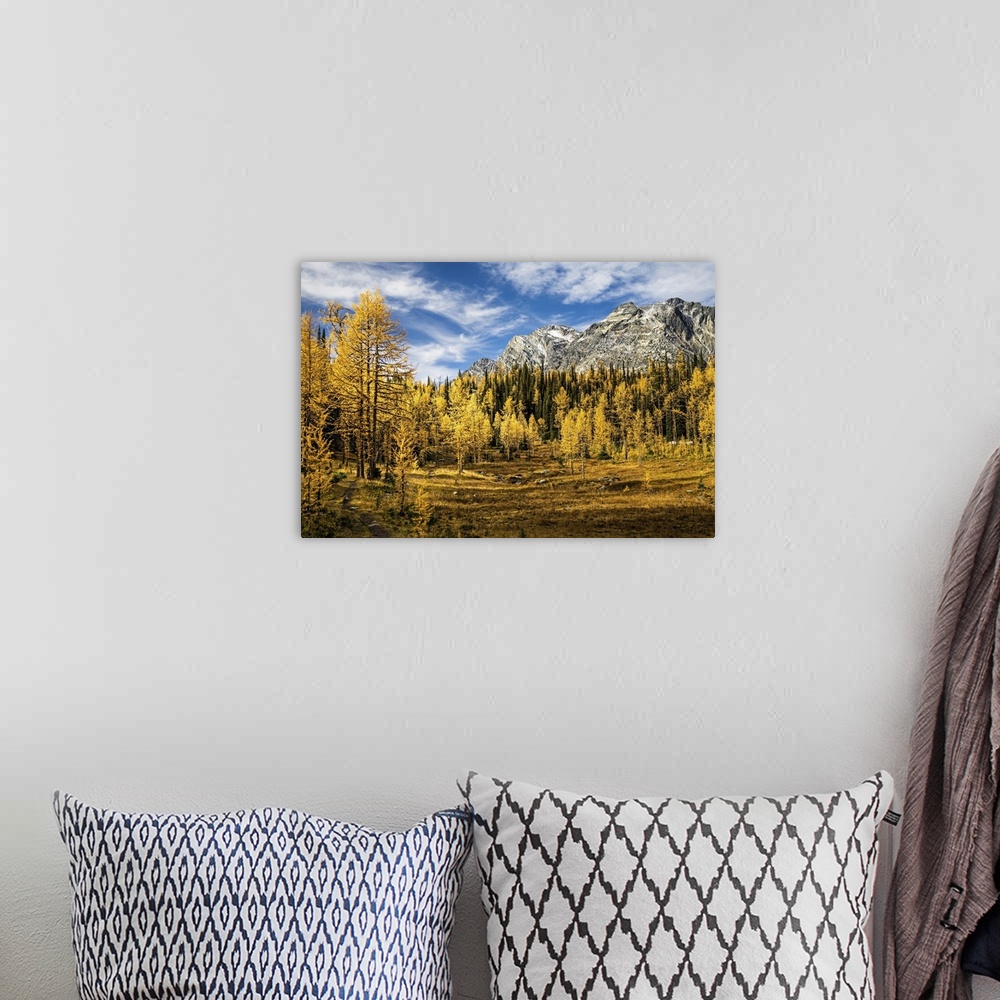 A bohemian room featuring Golden larches everywhere in a high mountain meadow.