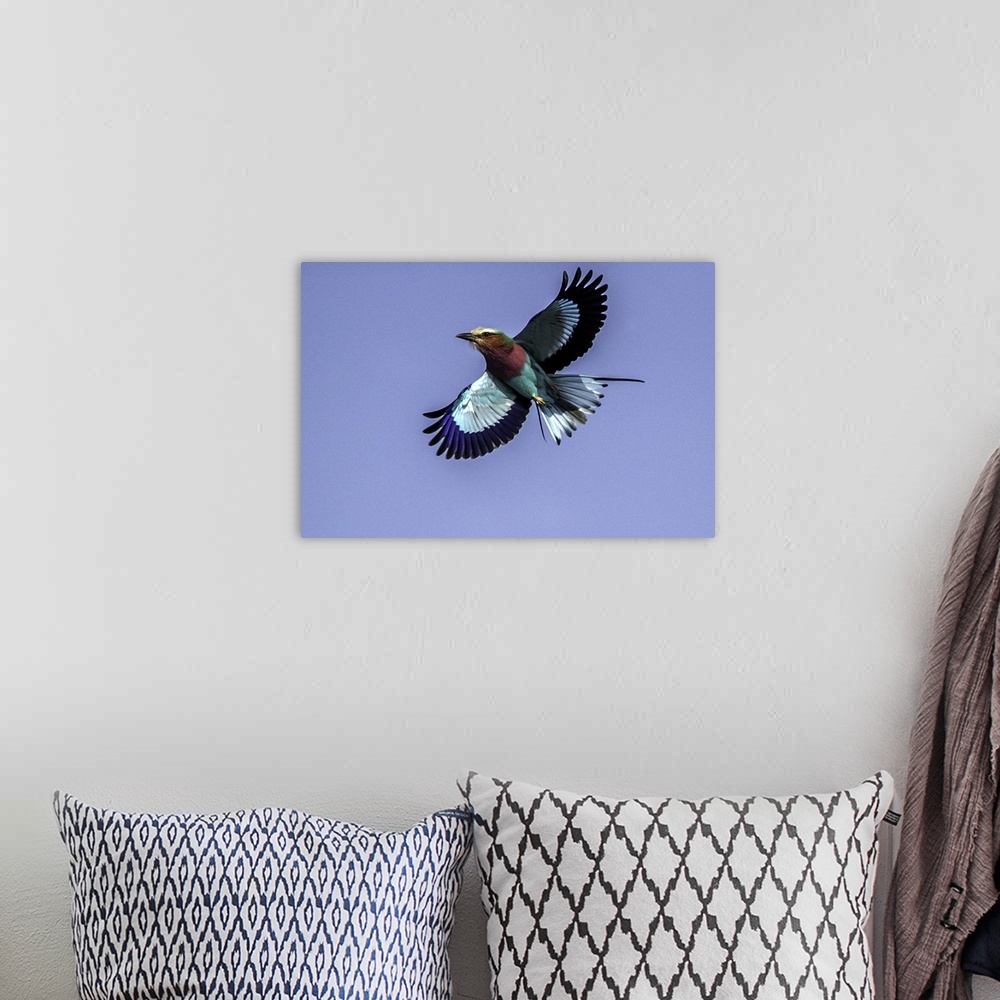 A bohemian room featuring A Lilac-breasted Roller flying in the air with a blue sky above.