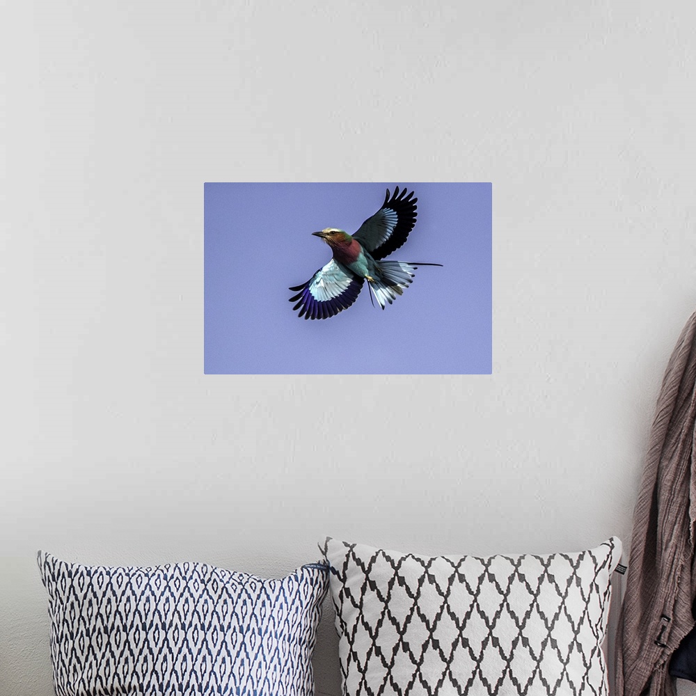 A bohemian room featuring A Lilac-breasted Roller flying in the air with a blue sky above.