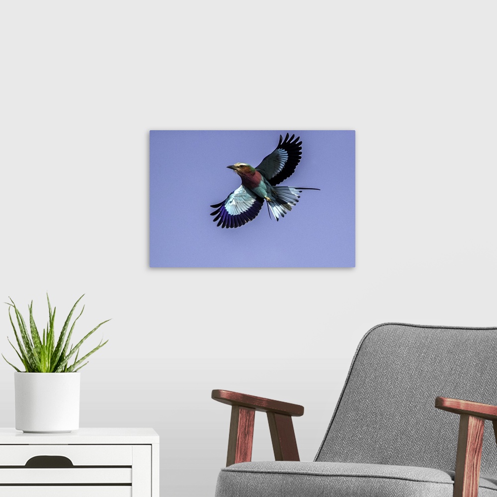 A modern room featuring A Lilac-breasted Roller flying in the air with a blue sky above.