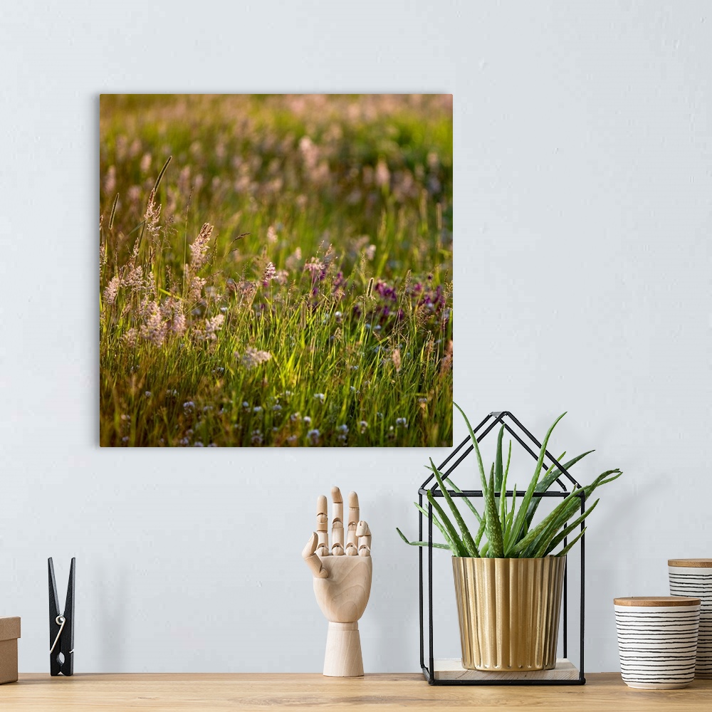 A bohemian room featuring A soft gentle image of grasses in a meadow in golden light.