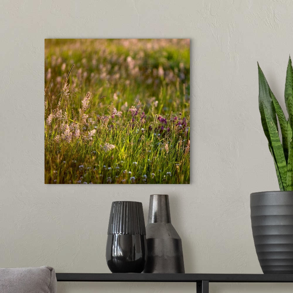 A modern room featuring A soft gentle image of grasses in a meadow in golden light.