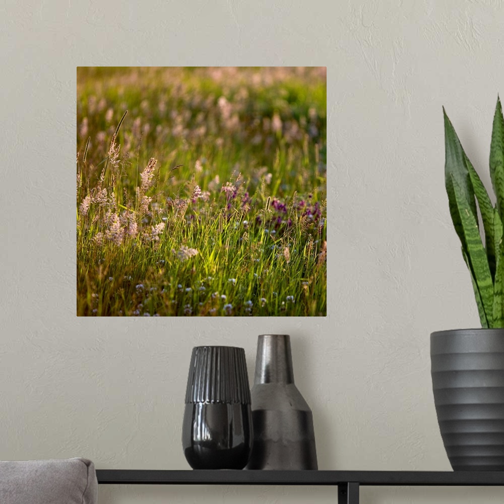 A modern room featuring A soft gentle image of grasses in a meadow in golden light.