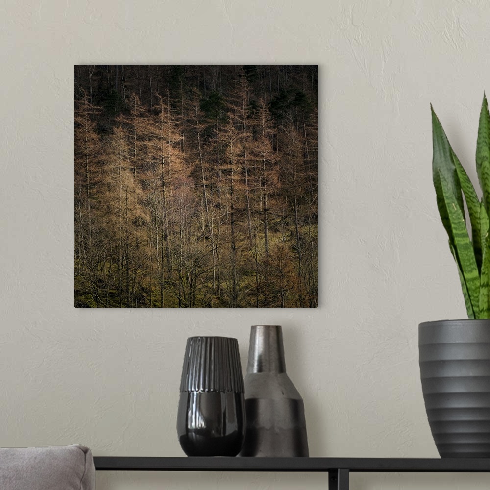 A modern room featuring A photograph of a dark forest with trees in autumn foliage.