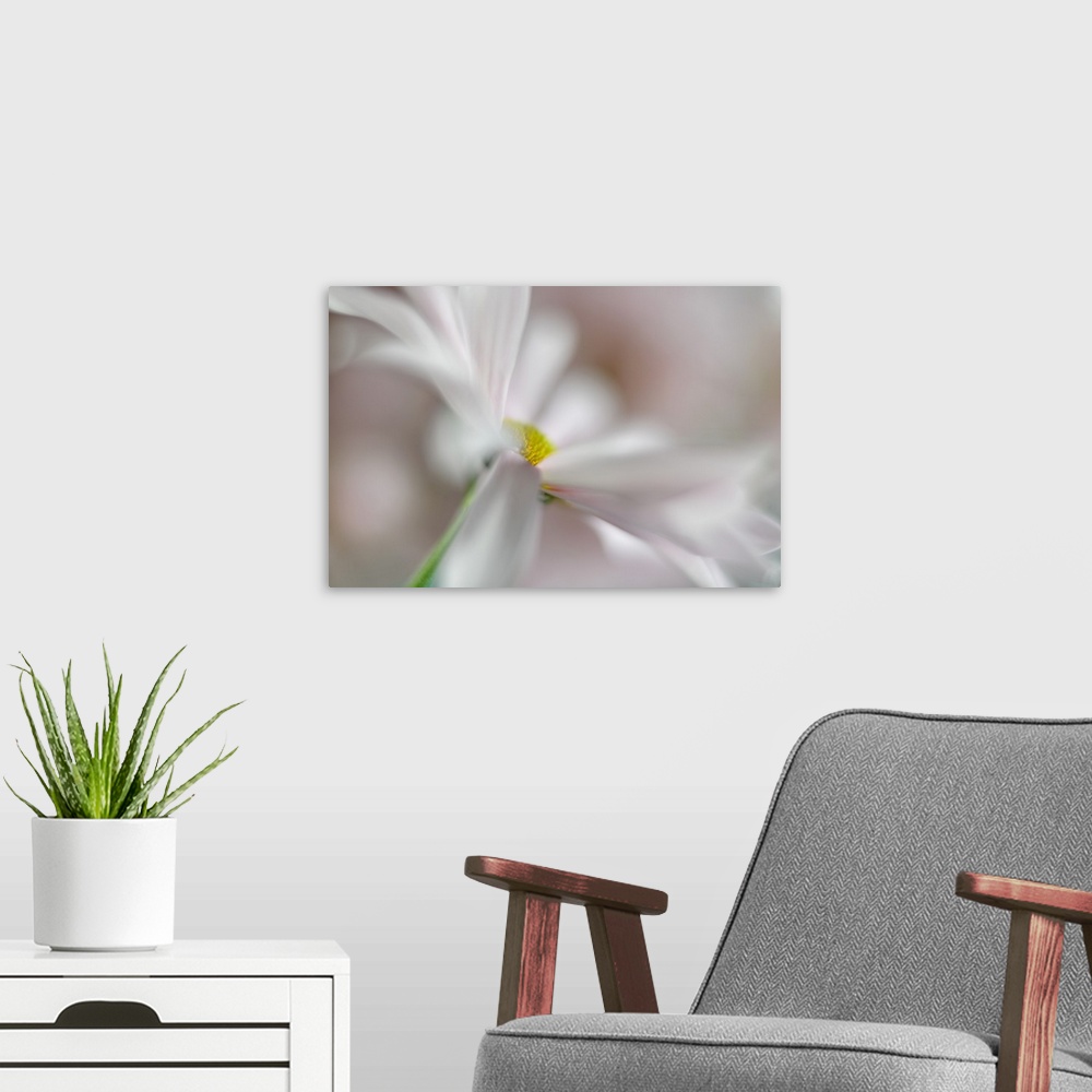 A modern room featuring Soft focus macro image of white petals on a daisy.