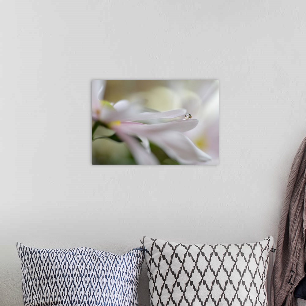 A bohemian room featuring Close up view of a round dew drop perched on the edge of a white petal.