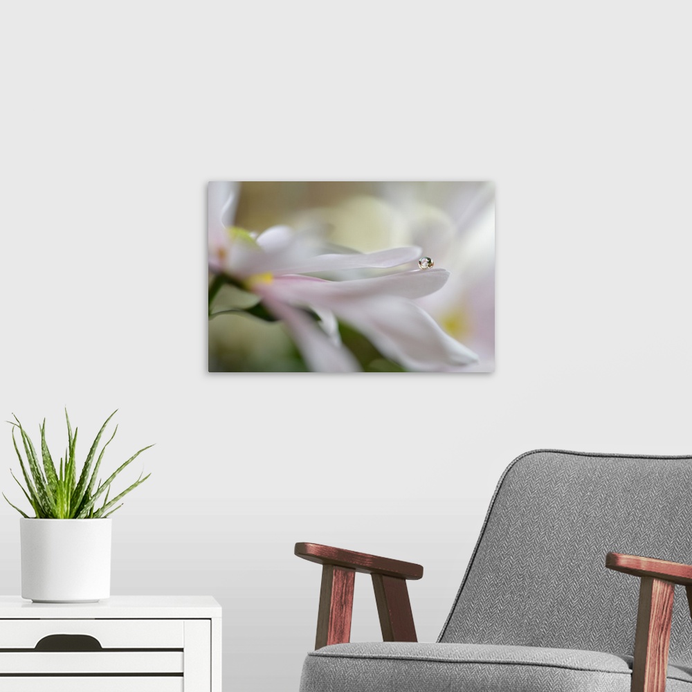 A modern room featuring Close up view of a round dew drop perched on the edge of a white petal.