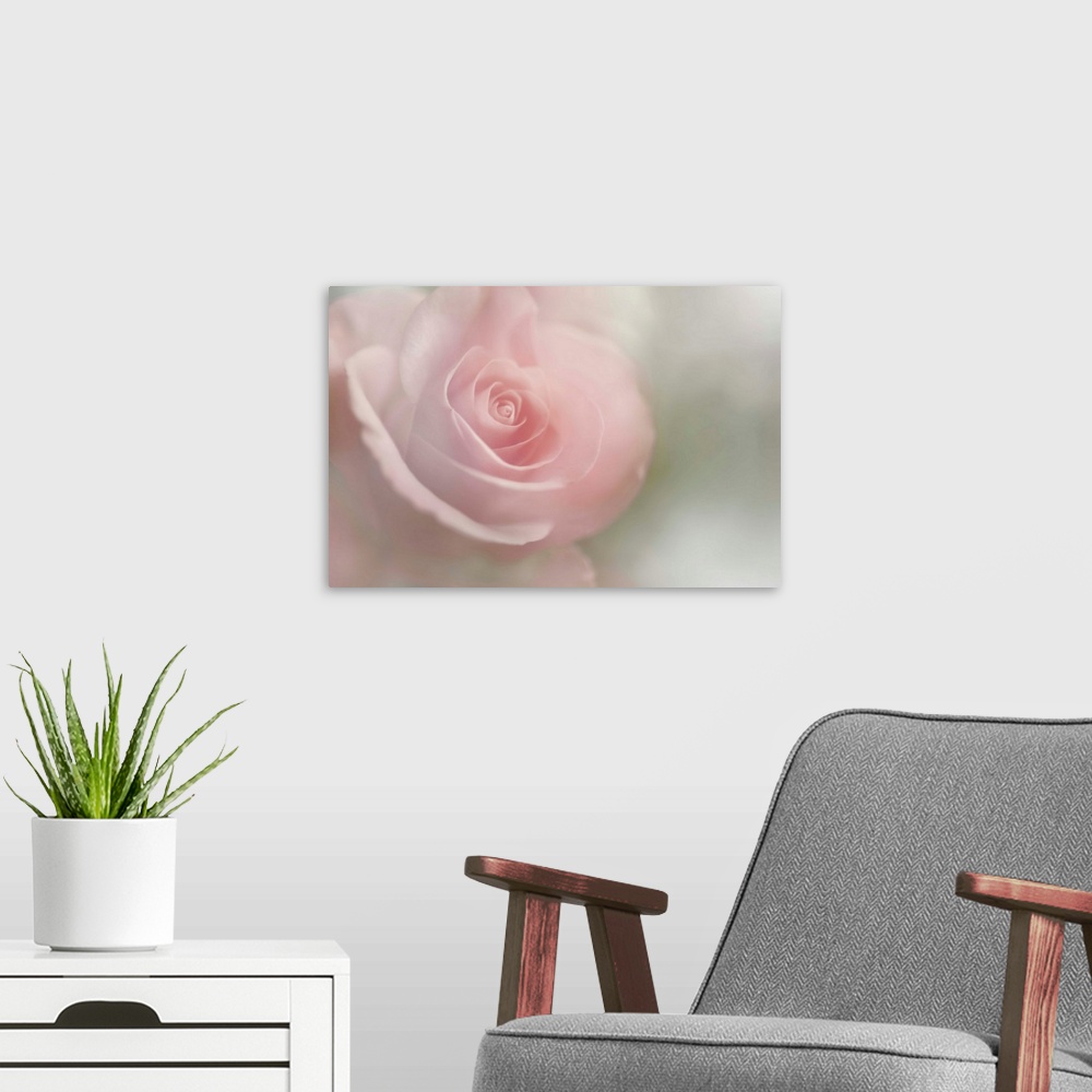 A modern room featuring Soft Rose