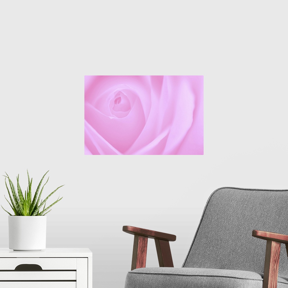 A modern room featuring A contemporary close-up of a rose bud opening filling the frame toned in cool deep pink.