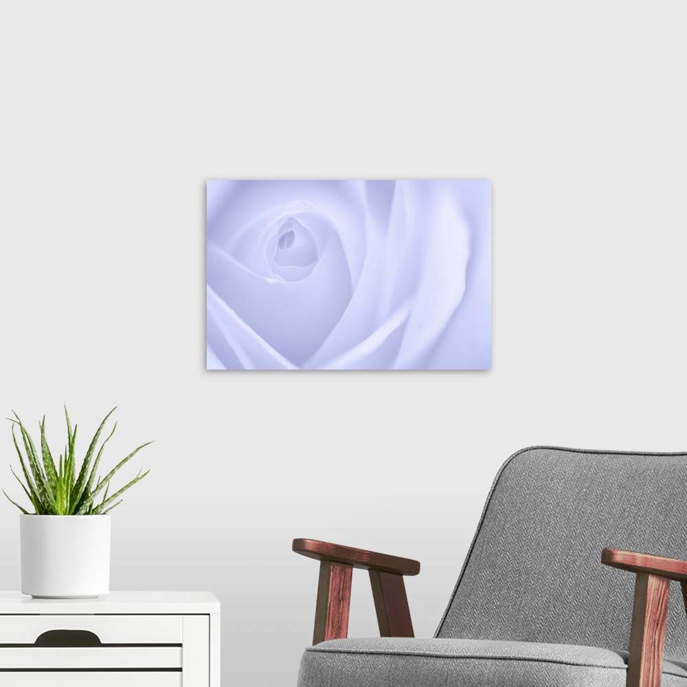 A modern room featuring A contemporary close-up of a rose bud opening filling the frame toned in cool purplish white.