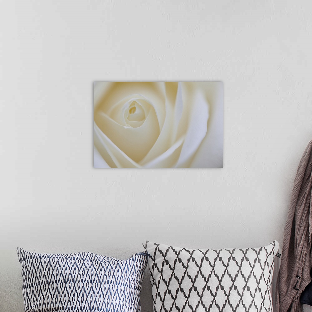 A bohemian room featuring A contemporary close-up of a rose bud opening filling the frame toned in cool pale white.