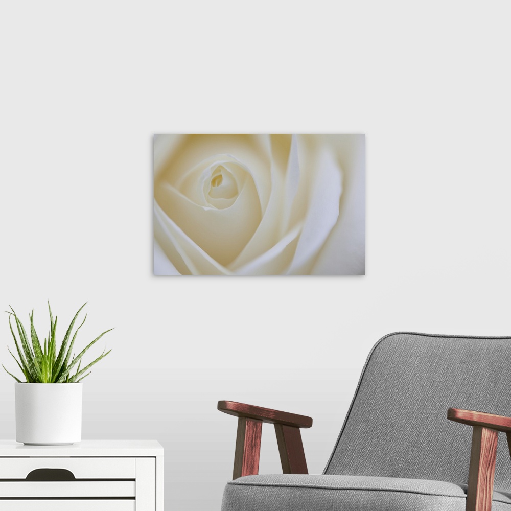 A modern room featuring A contemporary close-up of a rose bud opening filling the frame toned in cool pale white.