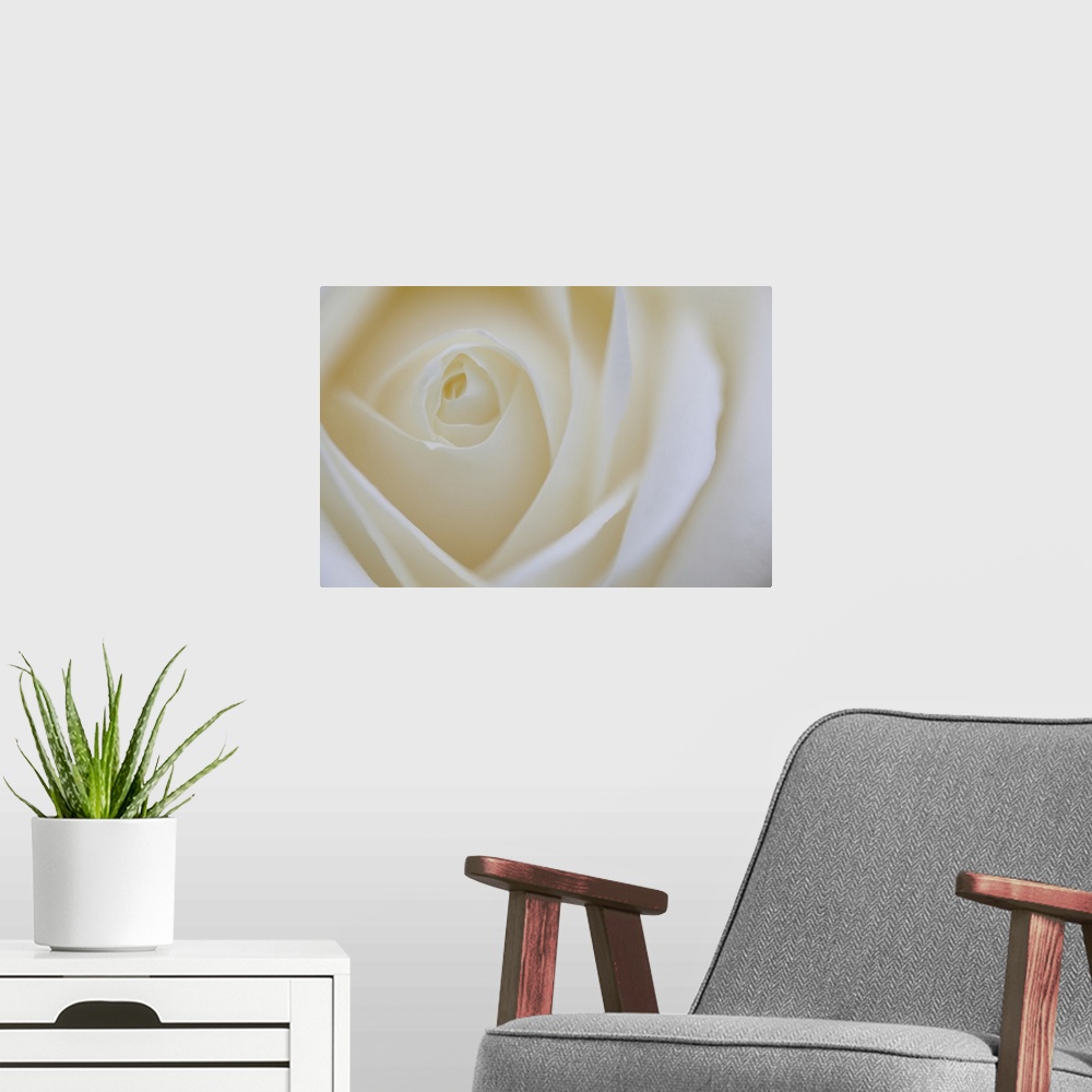 A modern room featuring A contemporary close-up of a rose bud opening filling the frame toned in cool pale white.