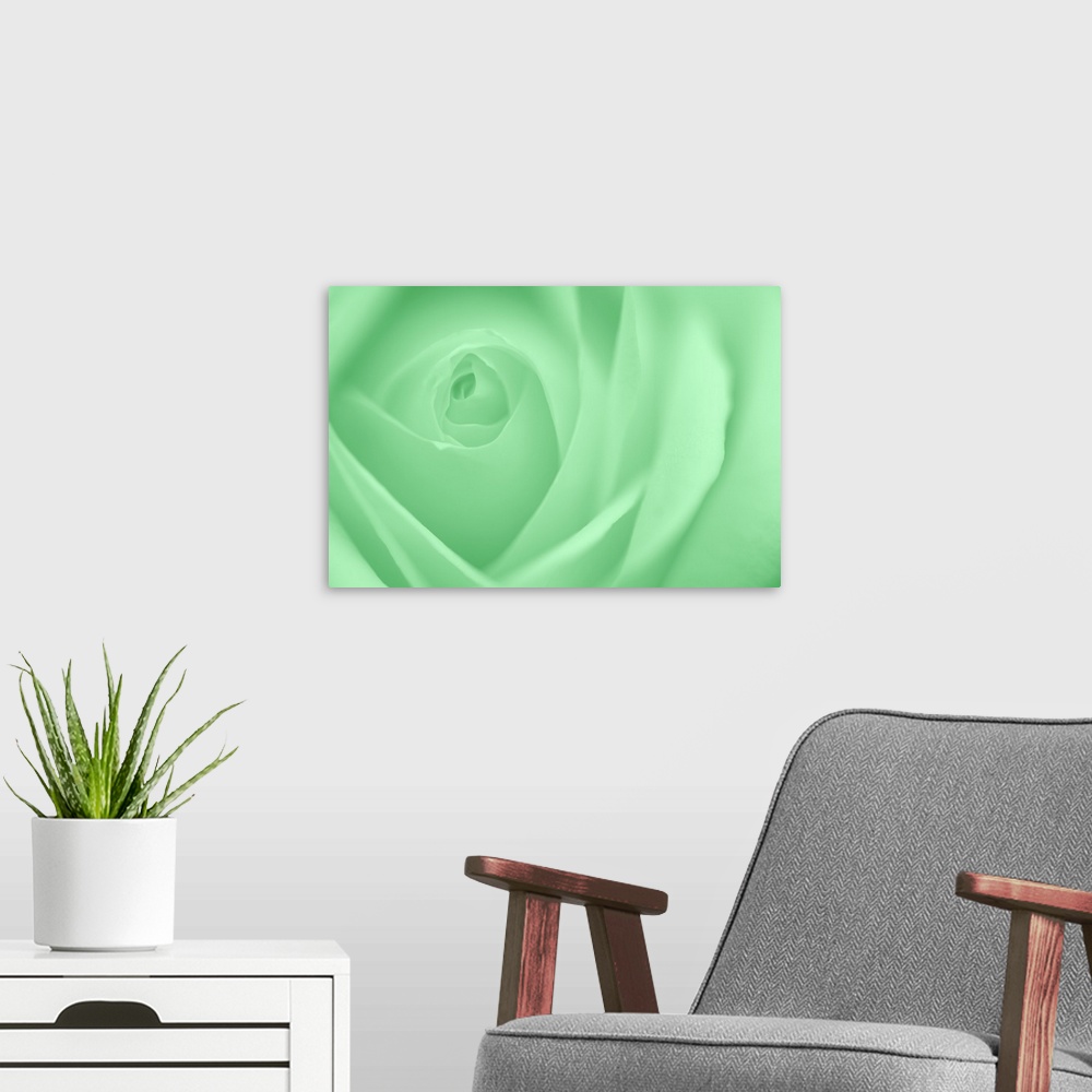 A modern room featuring A contemporary close-up of a rose bud opening filling the frame toned in cool deep mint green.