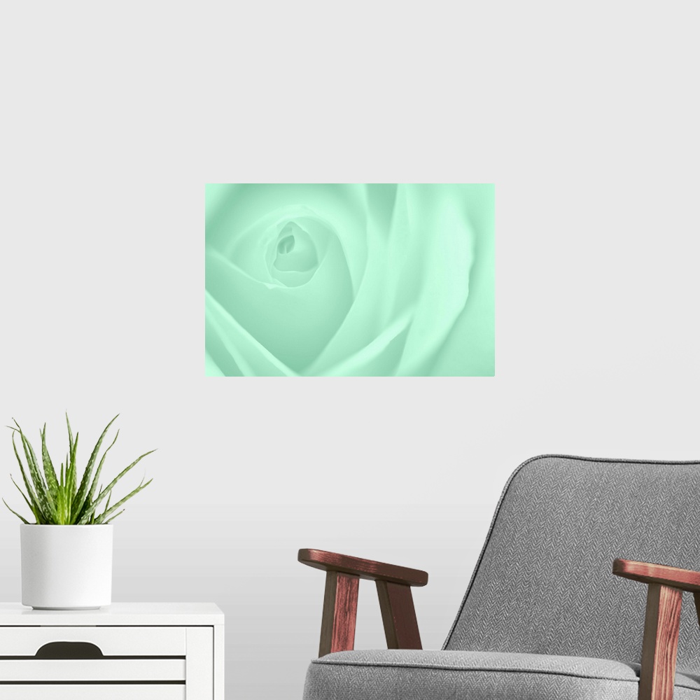 A modern room featuring A contemporary close-up of a rose bud opening filling the frame toned in cool mint green.