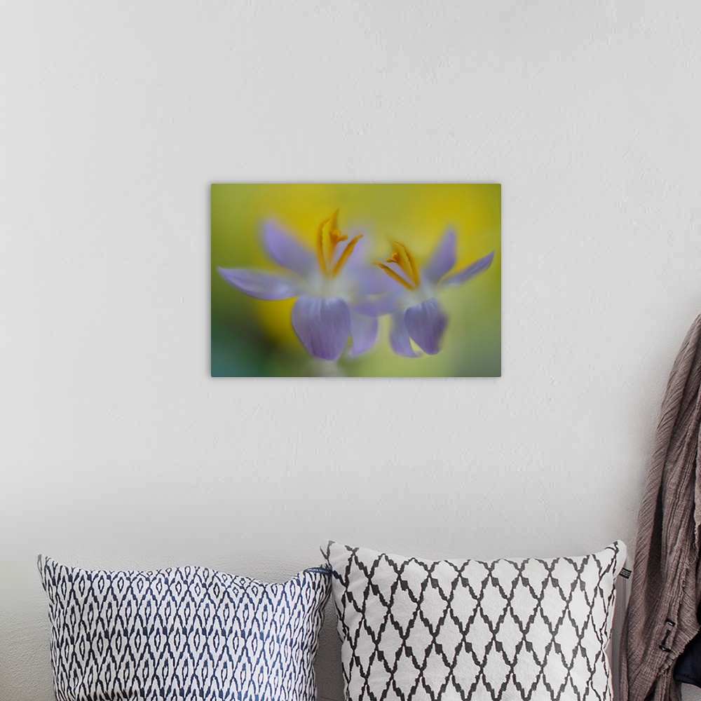 A bohemian room featuring Blurred close up view of two pale purple flowers.