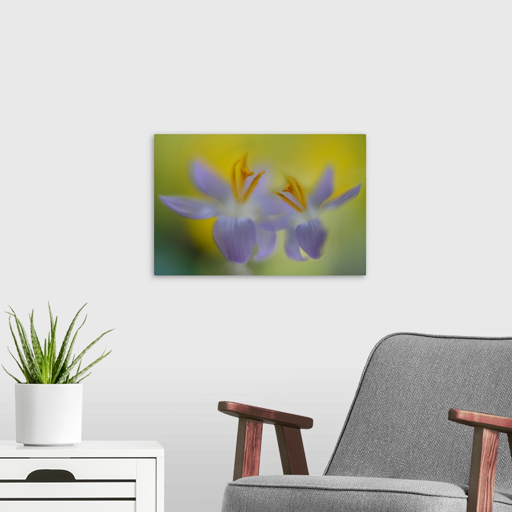 A modern room featuring Blurred close up view of two pale purple flowers.
