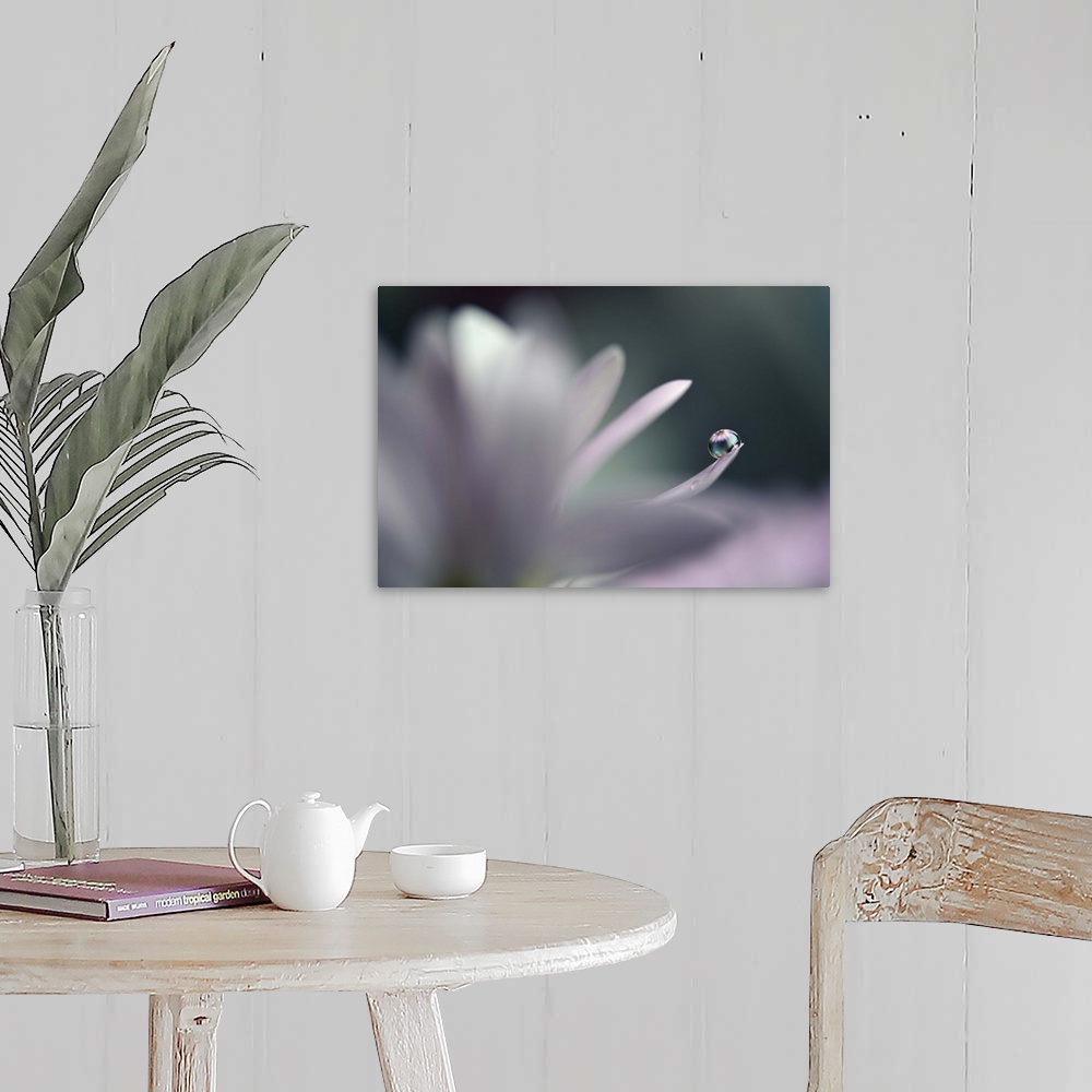 A farmhouse room featuring A photograph of a white flower with a water droplet hanging from the end of one of its petals.