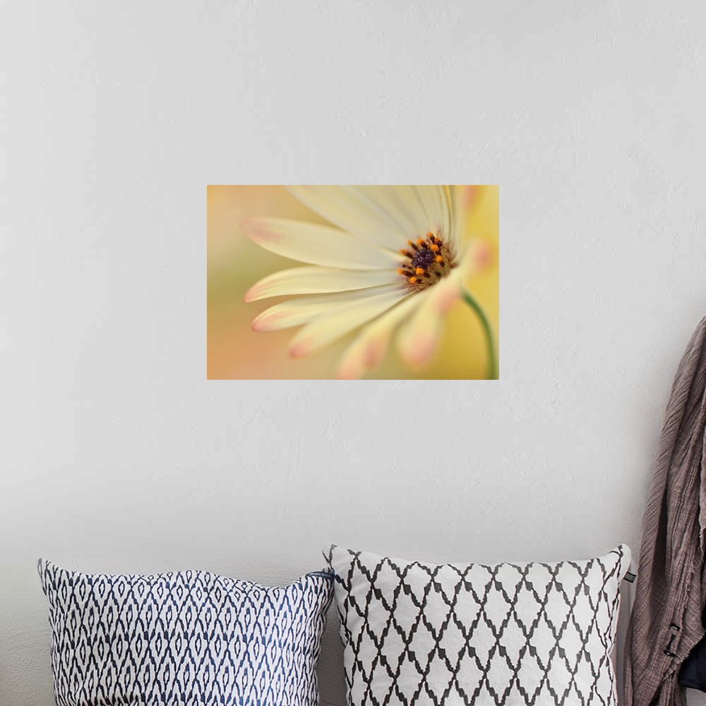 A bohemian room featuring A macro photograph of a white flower with pink at the tips of the petals.