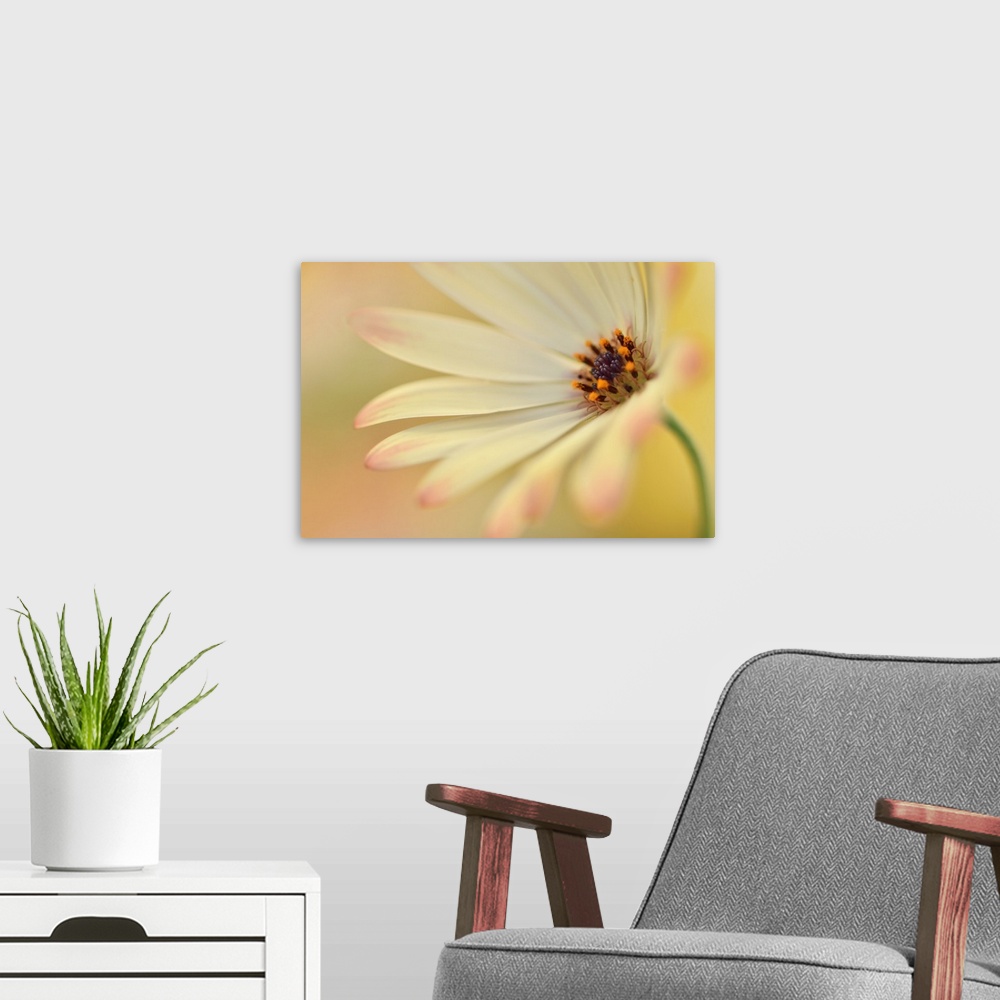 A modern room featuring A macro photograph of a white flower with pink at the tips of the petals.