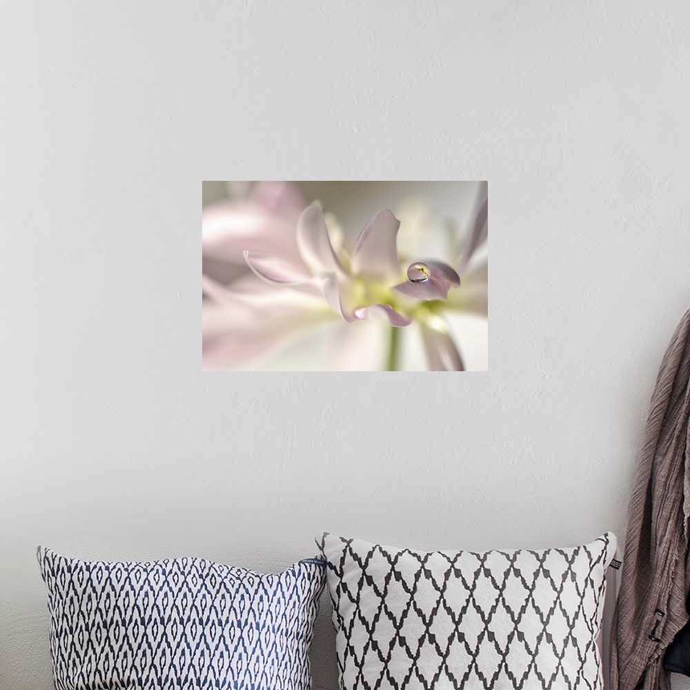 A bohemian room featuring A macro photograph of a water droplet sitting on the end of a soft pink flower petal.