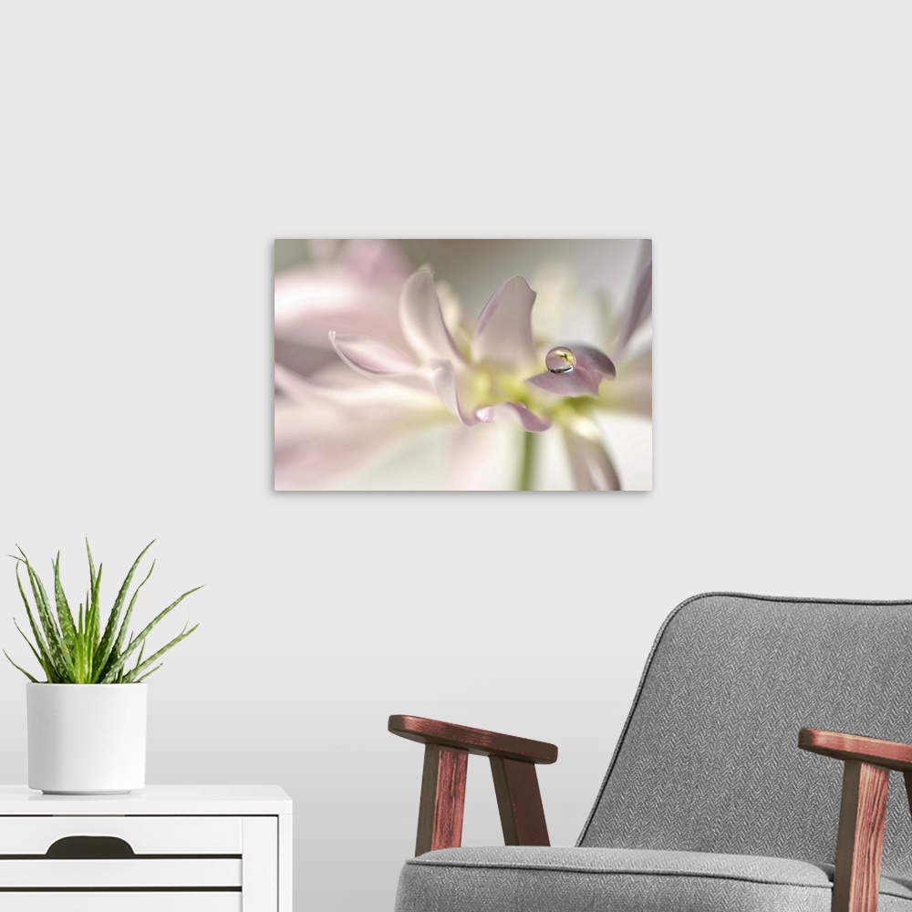 A modern room featuring A macro photograph of a water droplet sitting on the end of a soft pink flower petal.