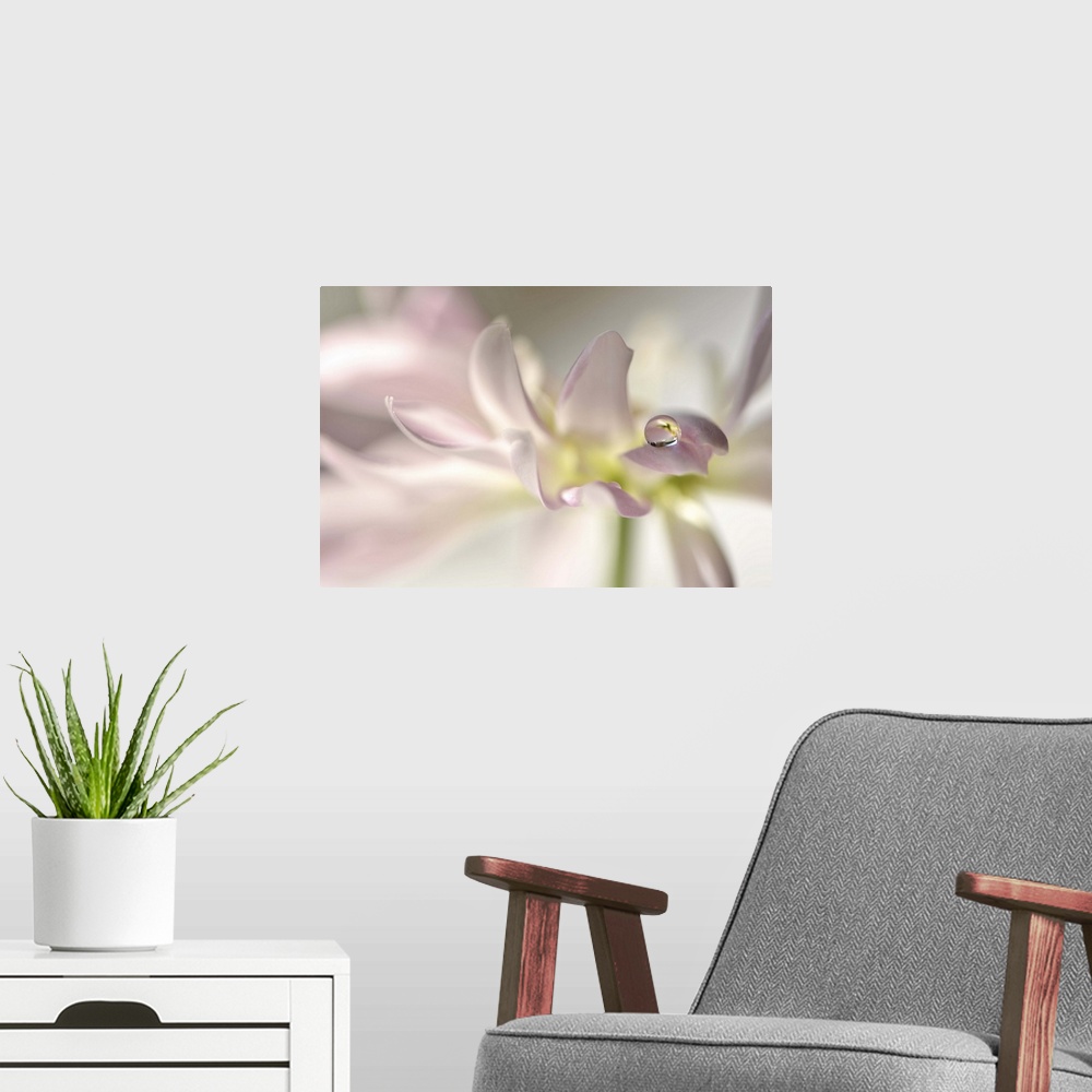 A modern room featuring A macro photograph of a water droplet sitting on the end of a soft pink flower petal.