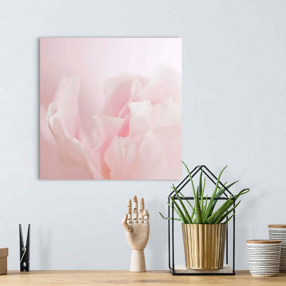 A bohemian room featuring Soft pastel photograph of a flower with delicate petals, subtly blending into the pale background.