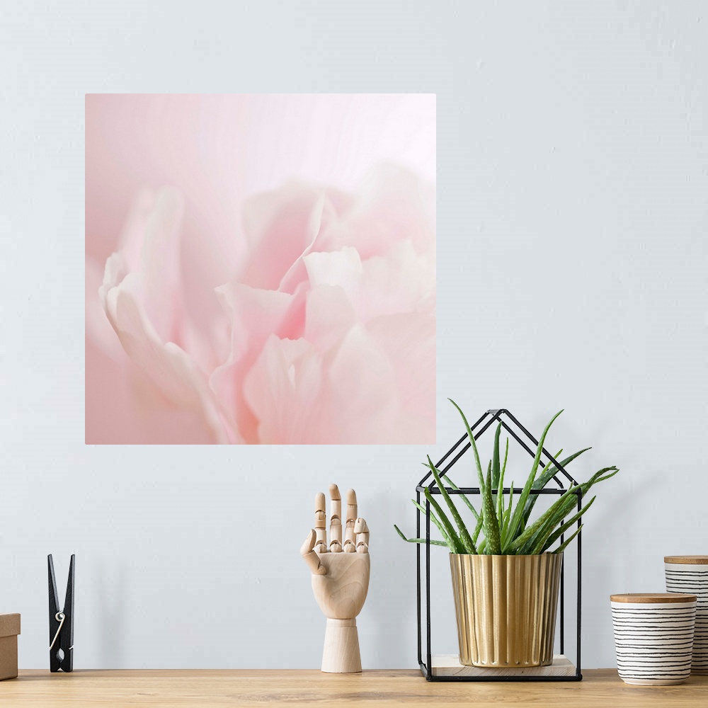 A bohemian room featuring Soft pastel photograph of a flower with delicate petals, subtly blending into the pale background.