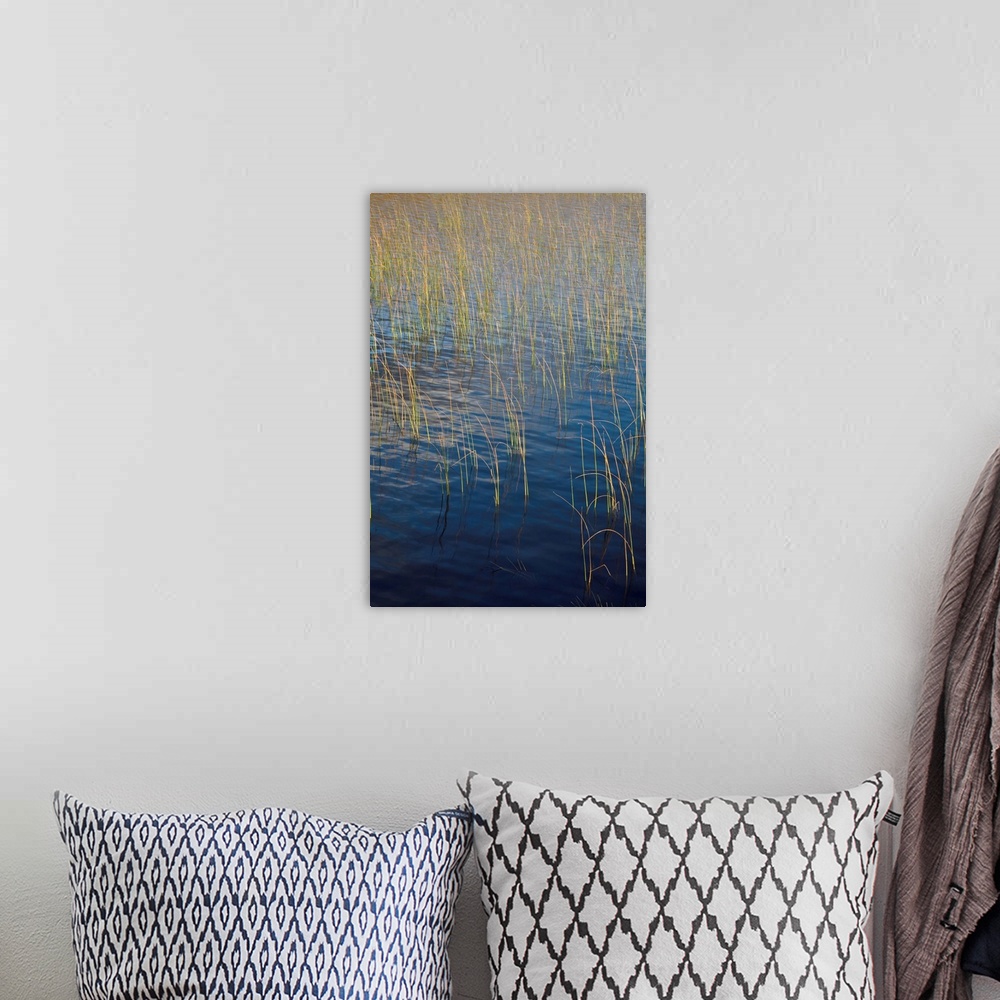 A bohemian room featuring Deep blue wind rippled water with golden lit reeds.