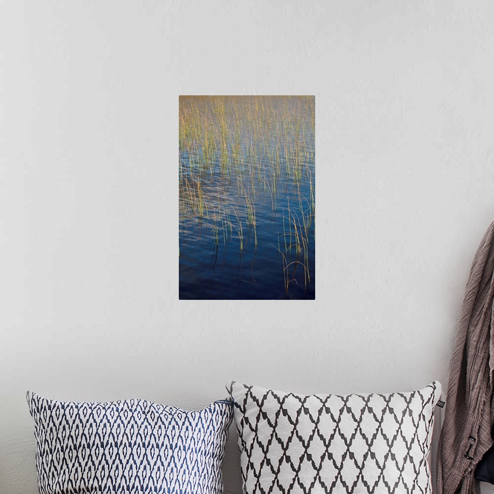 A bohemian room featuring Deep blue wind rippled water with golden lit reeds.