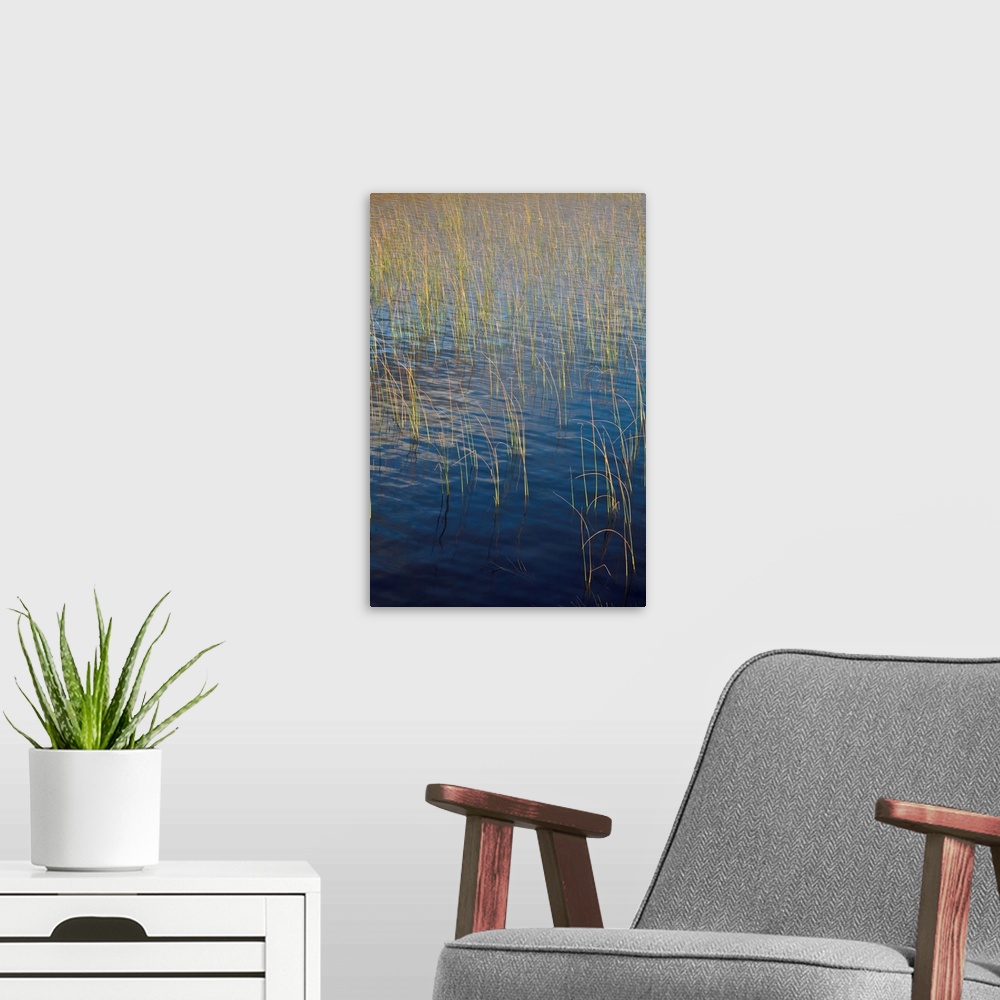A modern room featuring Deep blue wind rippled water with golden lit reeds.