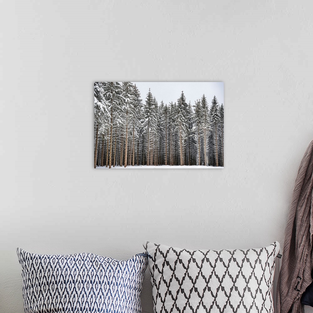 A bohemian room featuring Fir forest in the snow