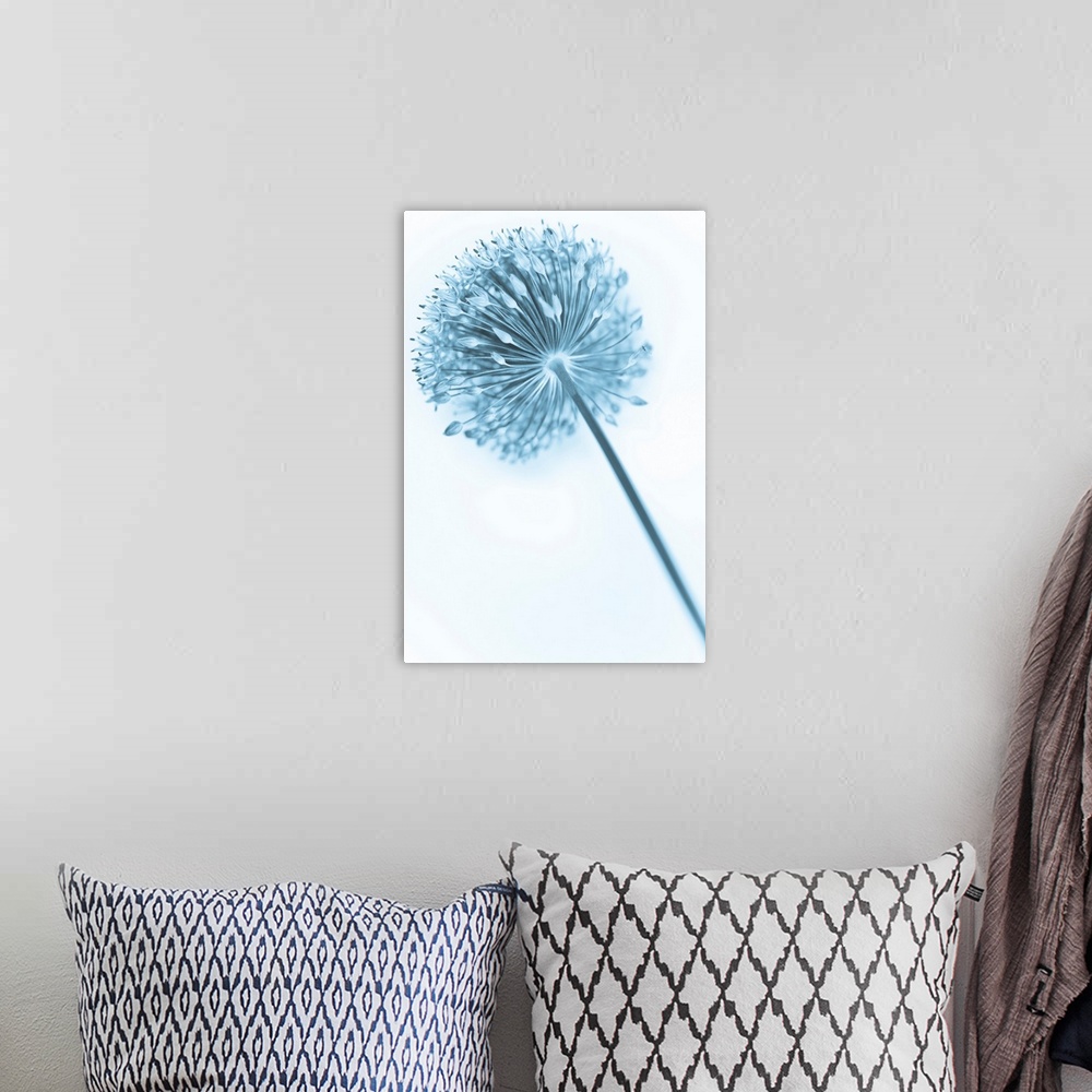 A bohemian room featuring A contemporary cool blue Alium flower close-up.