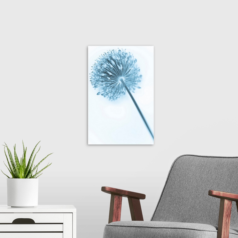 A modern room featuring A contemporary cool blue Alium flower close-up.