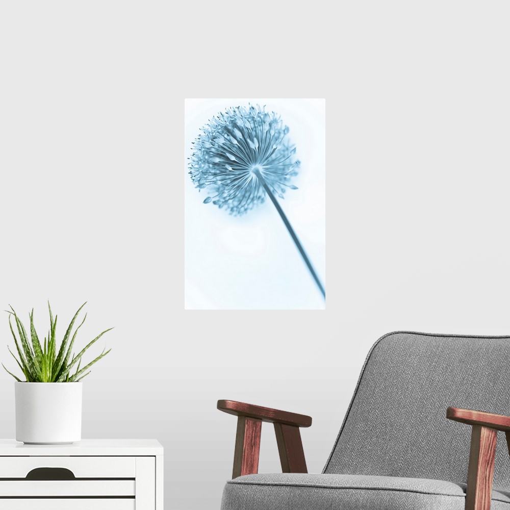 A modern room featuring A contemporary cool blue Alium flower close-up.