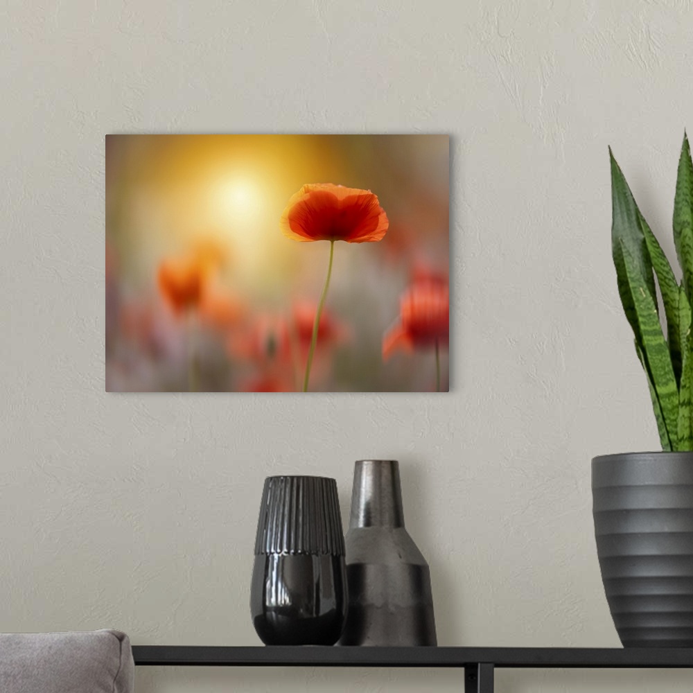 A modern room featuring An image of a group of poppies in a meadow by the sea along the Mediterranean coast of Tuscany.