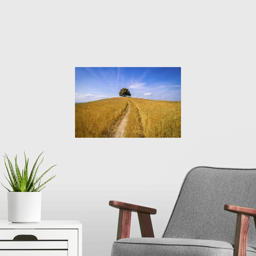 A modern room featuring A lonely oak tree on top of the hill that tomorrow the valley. This secular tree is located near ...
