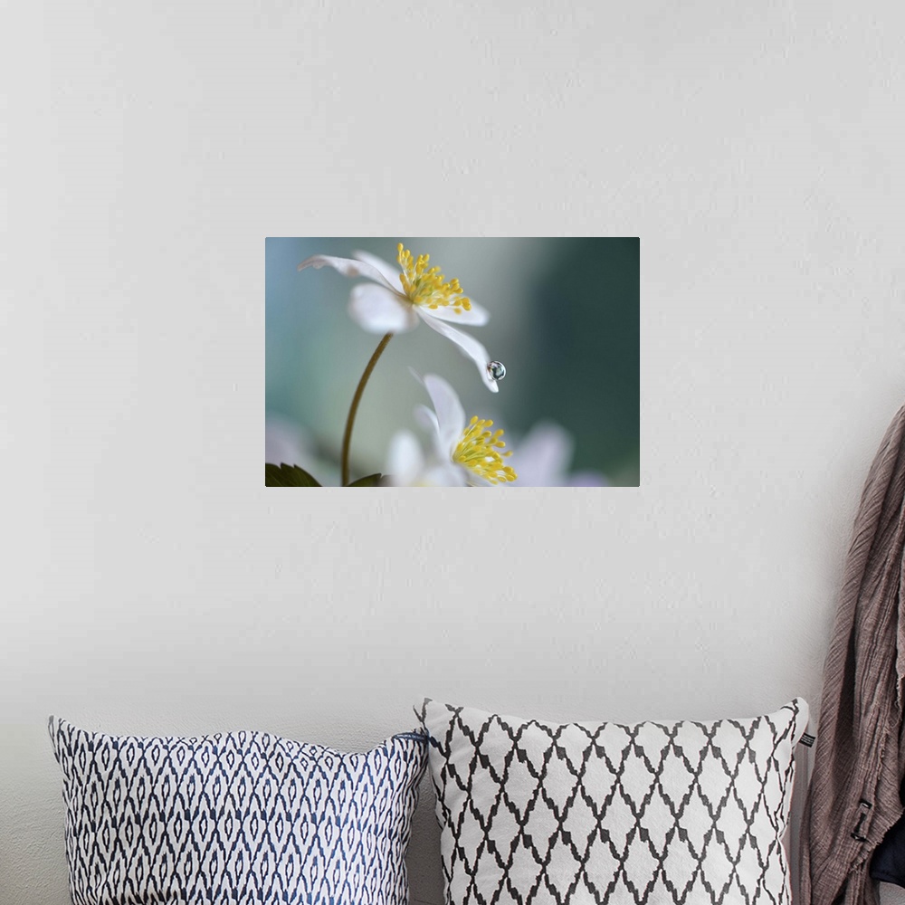 A bohemian room featuring A macro photograph of a white flower with a water droplet on the end of a petal.