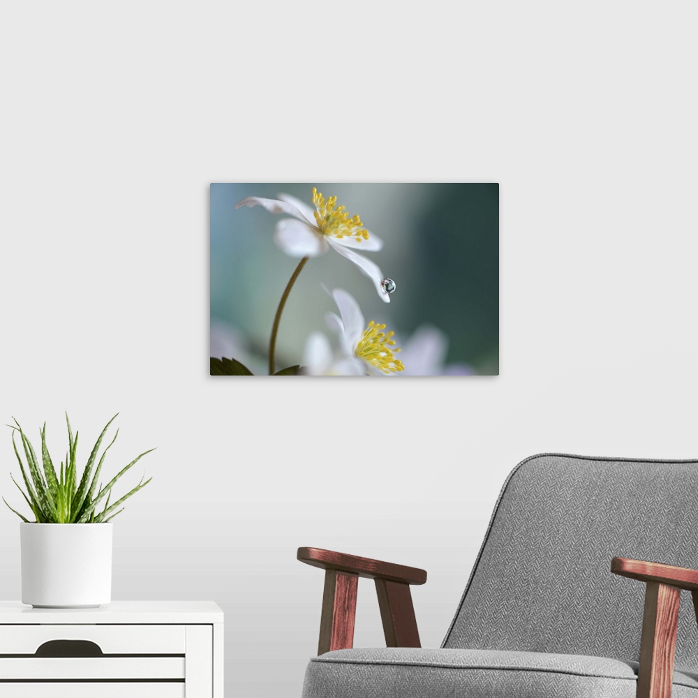 A modern room featuring A macro photograph of a white flower with a water droplet on the end of a petal.