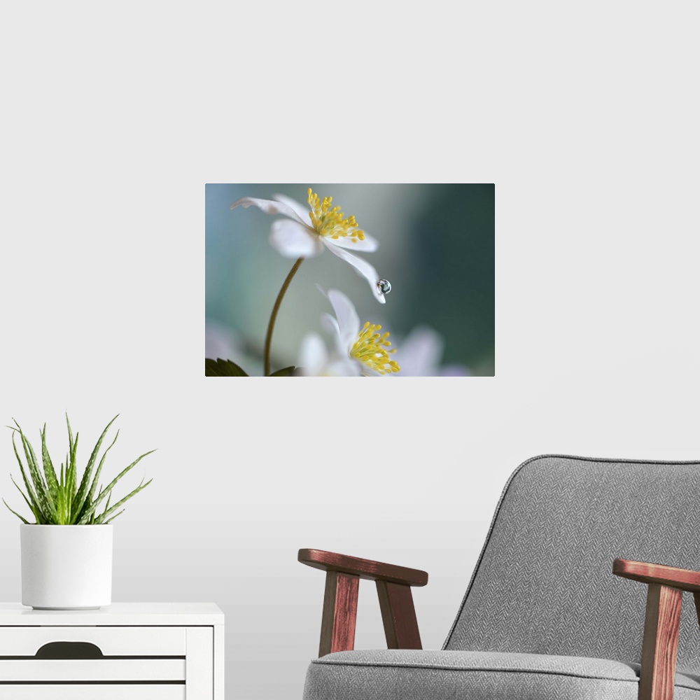 A modern room featuring A macro photograph of a white flower with a water droplet on the end of a petal.
