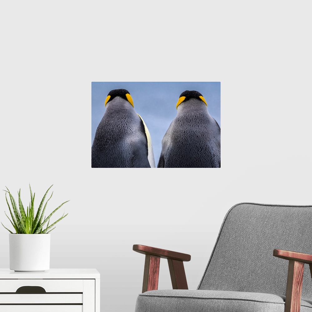 A modern room featuring South Georgia Island (British Overseas Territory), King penguin (Aptenodytes patagonicus)