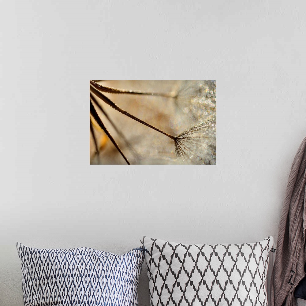 A bohemian room featuring Large photo on canvas of multiple dandelions up close growing from right to left.