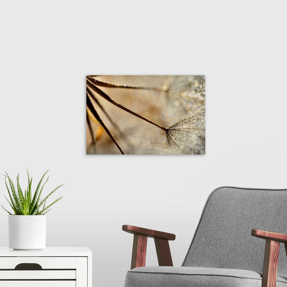 A modern room featuring Large photo on canvas of multiple dandelions up close growing from right to left.